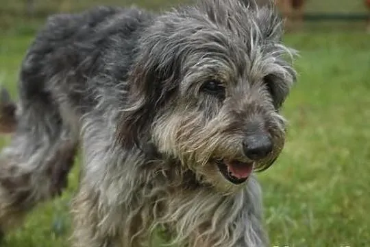 Silver - cudowny starszy mix sznaucer średni szuka domu