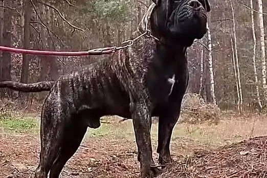 Bullmastiff zapowiedź miotu