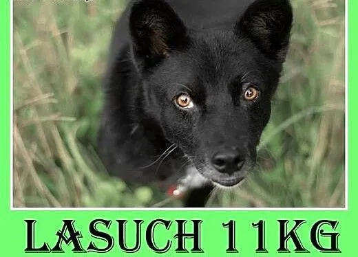 11kg,spokojny,łagodny,towarzyski,grzeczny piesek Ł