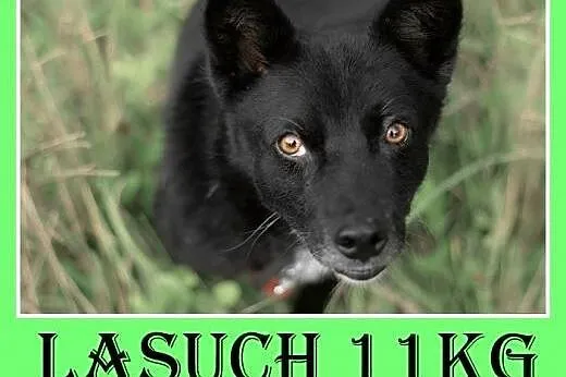 11kg,spokojny,łagodny,towarzyski,grzeczny piesek Ł