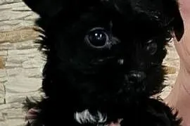 Yorkshire Terrier Black XXS
