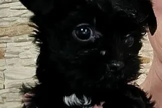 Yorkshire Terrier Black XXS, Zachodniopomorskie, Grzybno