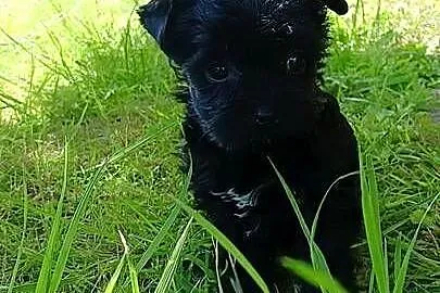 Yorkshire Terrier Black XXS, Zachodniopomorskie, Grzybno