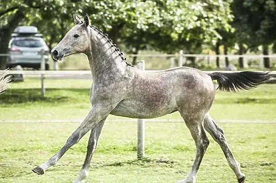 Ogierek rasy polski koń sportowy po Kirymanjaro Fortuna, , Kamień