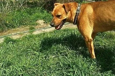 Amira - piękna sunie gotowa zamieszkać w DOMU,  wi