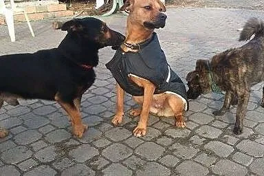 Amira - piękna sunie gotowa zamieszkać w DOMU,  wi