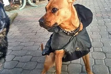 Amira - piękna sunie gotowa zamieszkać w DOMU,  wi
