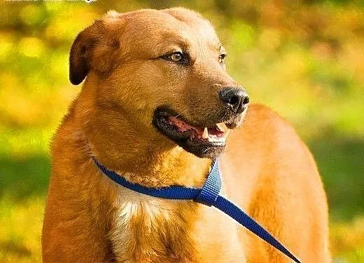 MISIO - piękny, 3 letni duży psiak do adopcji, ma