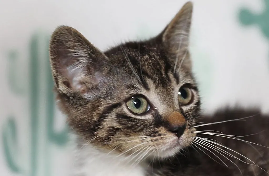 Malutki Basiorek do adopcji, Śląskie, Gliwice