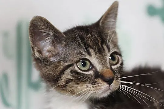 Malutki Basiorek do adopcji, Śląskie, Gliwice