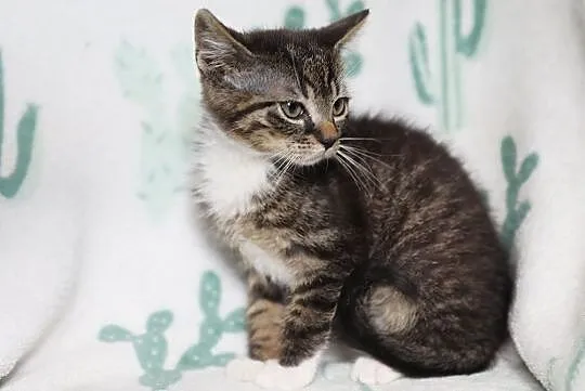 Malutki Basiorek do adopcji, Śląskie, Gliwice