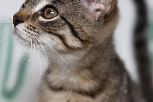Malutki Basiorek do adopcji, Śląskie, Gliwice