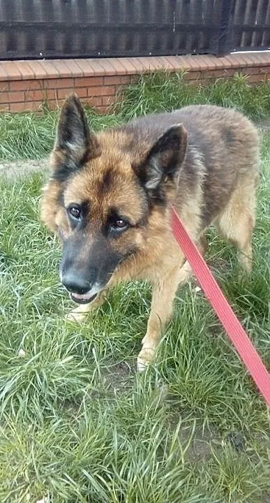 {Do adopcji}: Reks - starszy piesek do spokojnego domu!, Łódzkie, Łódź