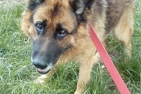 {Do adopcji}: Reks - starszy piesek do spokojnego domu!, Łódzkie, Łódź