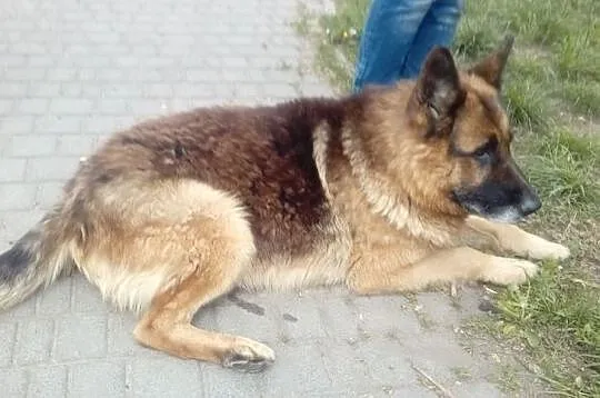 {Do adopcji}: Reks - starszy piesek do spokojnego domu!, Łódzkie, Łódź