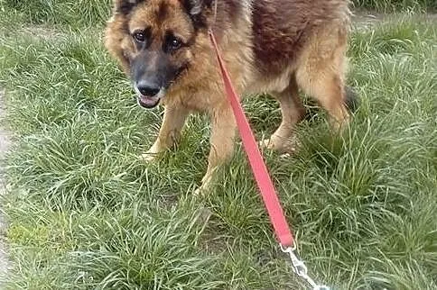 {Do adopcji}: Reks - starszy piesek do spokojnego domu!, Łódzkie, Łódź