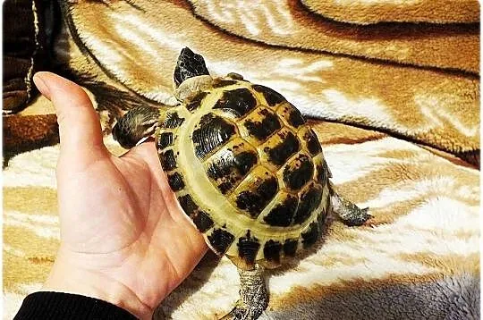 Żółw stepowy samica 5 lat