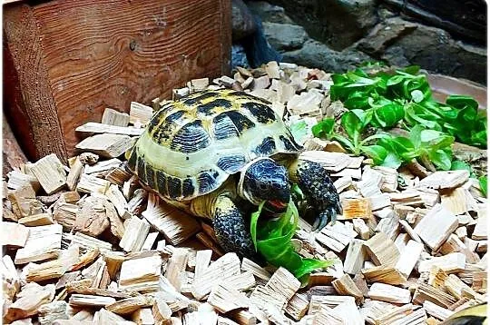 Żółw stepowy samica 5 lat, Lubuskie, Lubsko