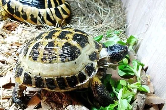 Żółw stepowy samica 5 lat, Lubuskie, Lubsko