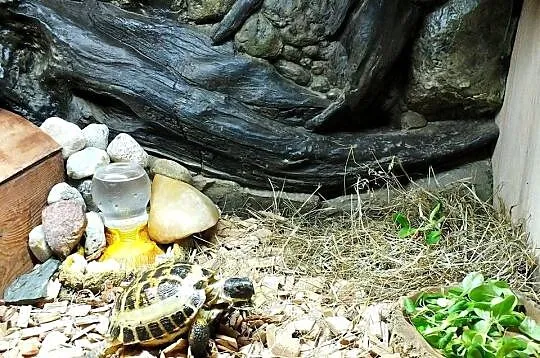Żółw stepowy samica 5 lat, Lubuskie, Lubsko