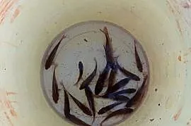 Narybek lina, sandacza