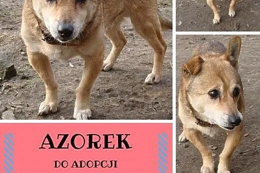 Azorek-malusieńki piesek, oklapnięte uszko, maślan