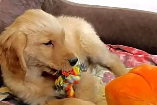 Piesek Golden retriever