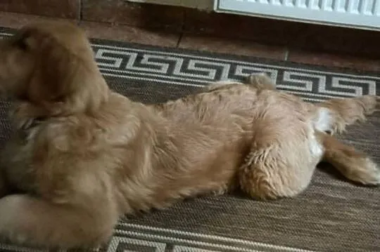 Piesek Golden retriever, Śląskie, Katowice