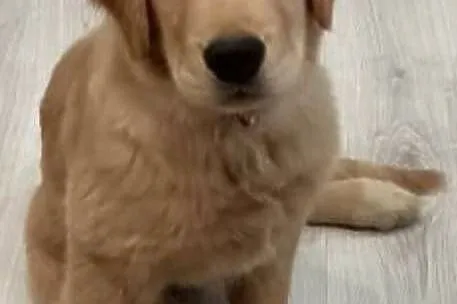 Piesek Golden retriever, Śląskie, Katowice