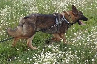 Spike - 8miesięczny lękliwy psiak ,  Kundelki cała Polska