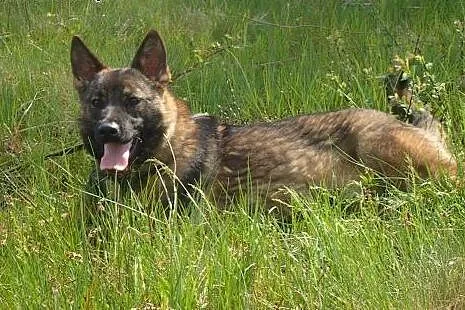 Spike - 8miesięczny lękliwy psiak ,  Kundelki cała