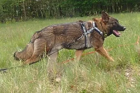 Spike - 8miesięczny lękliwy psiak ,  Kundelki cała