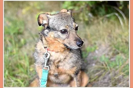 11 kg, delikatny,łagodny,przytulaśny piesek OWI_Adopcja_