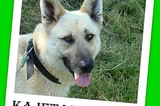 40kg,owczarek mix,duży,przyjazny,czujny pies KAJETAN.Adopcja,  dolnośląskie Wrocław