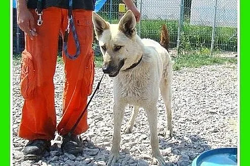 40kg,owczarek mix,duży,przyjazny,czujny pies KAJET