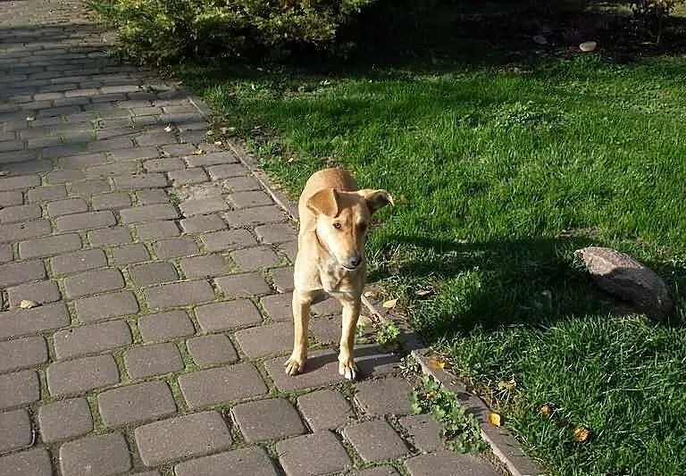 Ara urocza 8 miesięczna suczka, szczeniak, adopcja