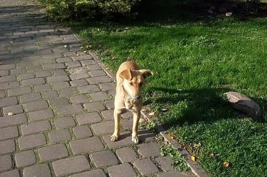 Ara urocza 8 miesięczna suczka, szczeniak, adopcja