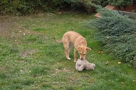 Ara urocza 8 miesięczna suczka, szczeniak, adopcja