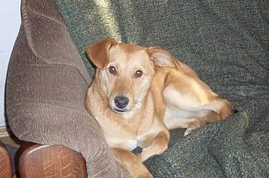 Ara urocza 8 miesięczna suczka, szczeniak, adopcja