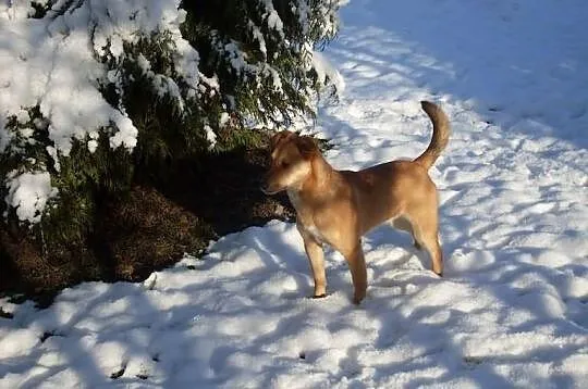 Ara urocza 8 miesięczna suczka, szczeniak, adopcja