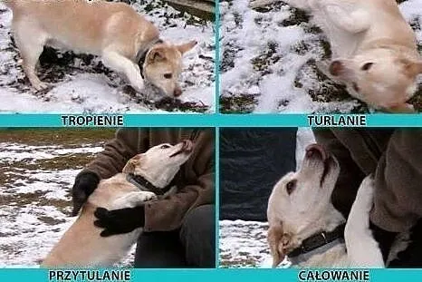 PIMPUŚ - mały, 10 kg super piesek szuka domu!,  mazowieckie Warszawa