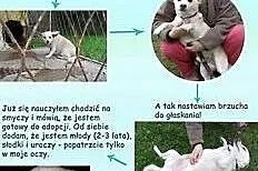 PIMPUŚ - mały, 10 kg super piesek szuka domu!,  ma