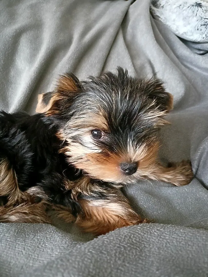 York piesek gotowy do odbioru Yorkshire Terrier, Podlaskie, Białystok