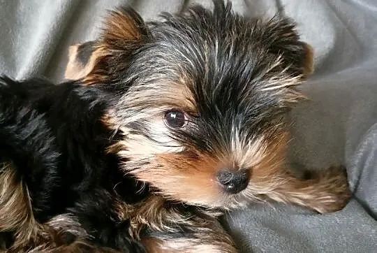 York piesek gotowy do odbioru Yorkshire Terrier, Podlaskie, Białystok