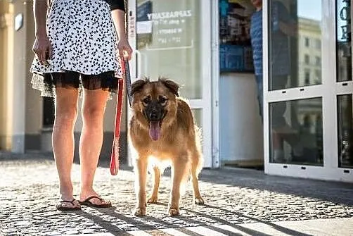 BURSZTYN wyrwie Cię z fotela, ADOPTUJ przyjaciela,