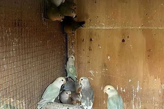 Papugi nierozłączki czerwonoczelne, Mazowieckie, Chomentów-Puszcz