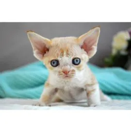 Wysterylizowana, odpazurzona, zaczipowana kotka rasy devon rex trafi do dobrego domu.  J