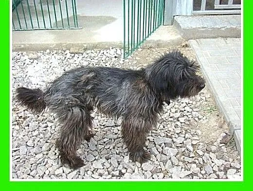 9 kg,sznaucer mix,przytulaśny,łagodny pies SONIK.A
