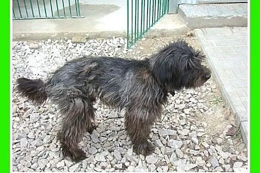 9 kg,sznaucer mix,przytulaśny,łagodny pies SONIK.A