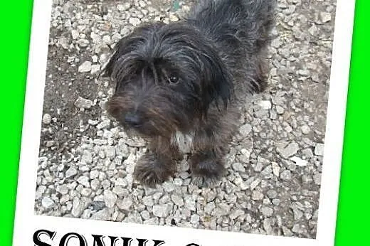 9 kg,sznaucer mix,przytulaśny,łagodny pies SONIK.A